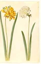 Narcissus pseudonarcissus (Daffodil)