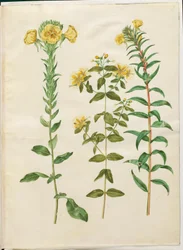 Oenothera biennis; Hypericum hircinum; Oenothera rubricaulis