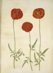Corn Poppy