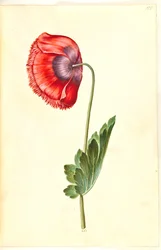 Papaver Somniferum (Opium Poppy)