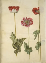 Papaver Somniferum (Opium Poppy)