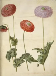 Papaver somniferum (Opium Poppy)