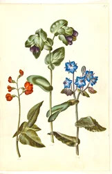 Phaseolus coccineus (Scarlet Runner Bean); Cerinthe major (Greater Honeywort); Borago officinalis (Common Borage)
