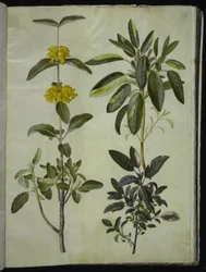 Phlomis fruticosa (Jerusalem sage); Salvia officinalis (common sage)