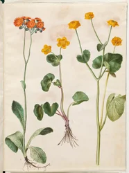 Pilosella aurantiaca; Caltha palustris