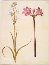 Polianthes Tuberosa (Tuberose); Amaryllis Belladonna (Belladonna Lily)