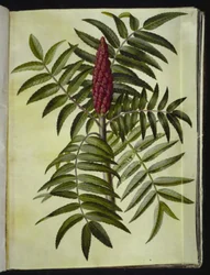 Rhus Typhina (Staghorn Sumac)