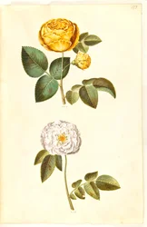 Rosa Hemisphaerica; Rosa × Alba