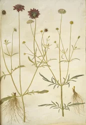 Scabiosa atropurpurea (Widow Flower); Scabiosa columbaria (Pigeon Scabious)