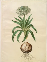 Scilla Peruviana (Giant Squill)