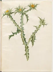 Scolymus hispanicus (Spanish golden thistle)