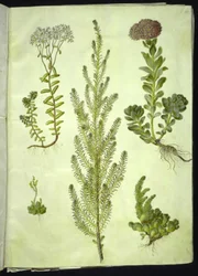 Sedum album; Sedum anacampseros; Sedum; Suaeda vera; Sedum rupestre