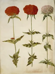 Silene chalcedonica (Burning Love)