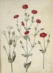 Silene Coronaria (Crown Lychnis)