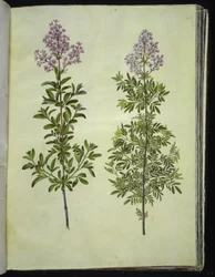 Syringa ×laciniata