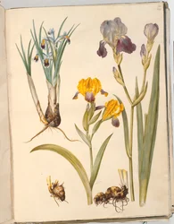 Title: Iris persica (Persian Iris); Iris variegata (Variegated Iris); Iris ×sambucina (Elder Iris)