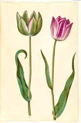 Tulipa gesneriana (Garden Tulip)