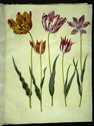Tulipa Gesneriana (Garden Tulip)