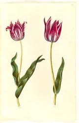 Tulip gesneriana (garden tulip)