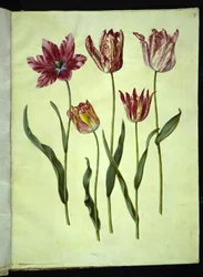 Tulipa gesneriana