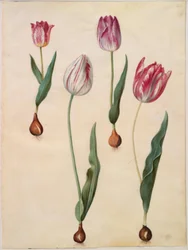 Tulipa gesneriana (Garden Tulip)