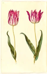 Tulipa gesneriana (Garden Tulip)