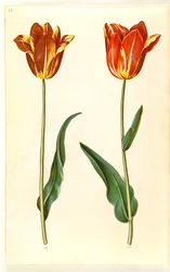 Tulipa Gesneriana (Garden Tulip)