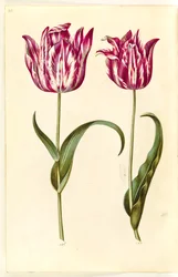 Tulip gesneriana (garden tulip)