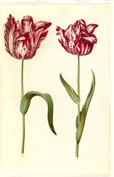 Tulipa gesneriana (Garden Tulip)