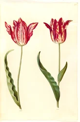 Tulipa Gesneriana (Garden Tulip)