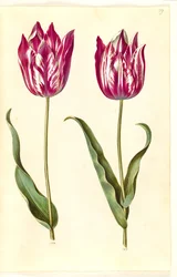 Tulipa gesneriana (Garden Tulip)