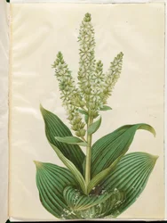 Veratrum Album (White False Hellebore)