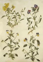 Viola Cornuta (Horn-Viol); Viola Tricolor (Common Pansy)