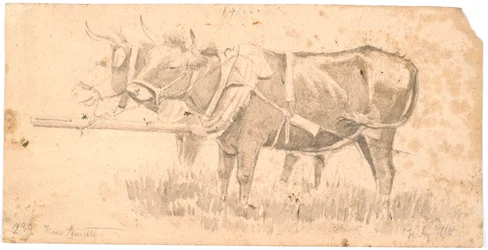 Two oxen