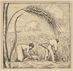 Drawing for the Primer: Ear of Corn