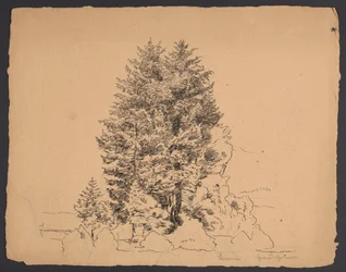 Trees in Bernau