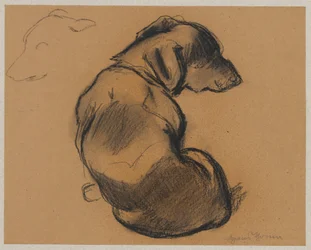 Dachshund