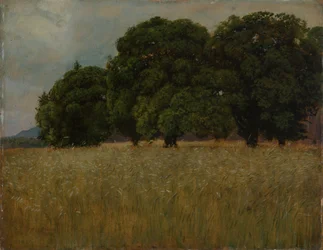 Cornfield with Deciduous Trees