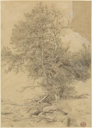 Pasture by the stream