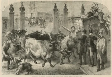 Inspection of Foreign Cattle at the Metropolitan Cattle Market