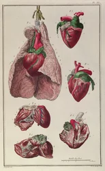 Internal organs of a horse, from 