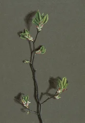 Wych Elm
