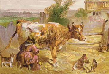 Old Nancy Milking the Cow