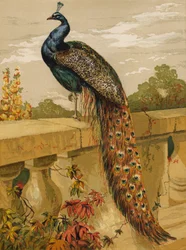 Peacock