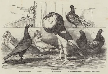 Pigeons exhibited by the Philoperisteron Society