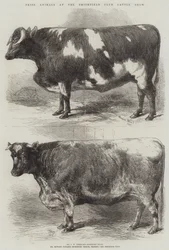Prize Animals at the Smithfield Club Cattle Show
