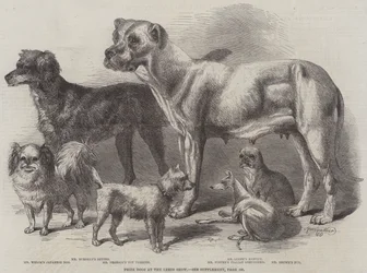 Prize Dogs at the Leeds Show
