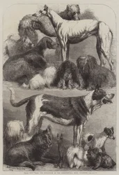 Prize Dogs from the Exhibition at the Agricultural Hall, Islington