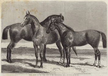 Prize Horses at the Horse Show in the Agricultural Hall, Islington