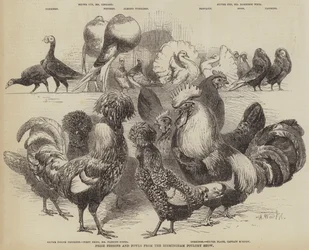 Prize Pigeons and Fowls from the Birmingham Poultry Show
